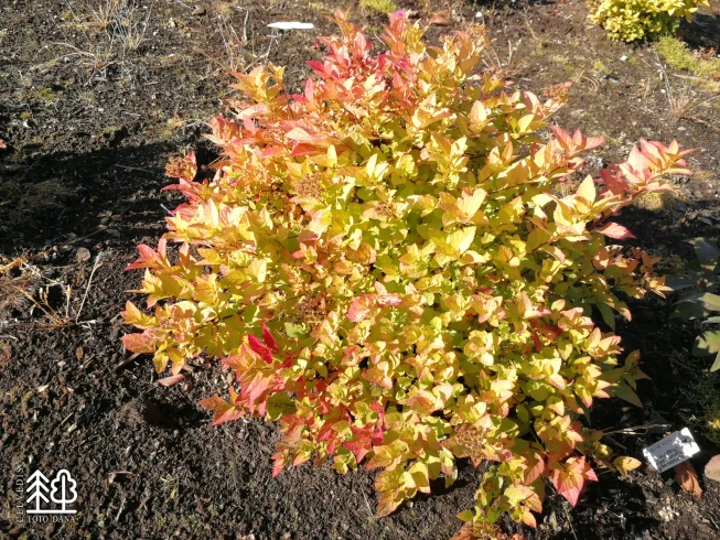 Spiraea japonica   'Gold Mound'